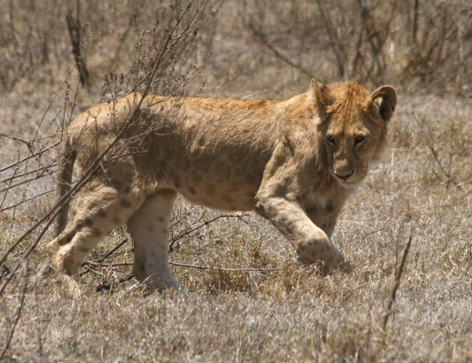 young male lion in ngorongoro.JPG